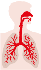 Abbildung eines Menschen von der Nase bis zur Lunge.